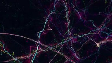 Çılgın parçacık ışık çizgi döngü / A 20 saniye döngü ince renkli elektrik flamalar, siyah arka plan üzerinde.