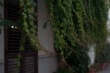 Yabani üzüm San Vito lo capo