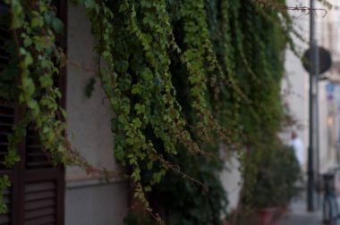 Sicilya yabani üzüm