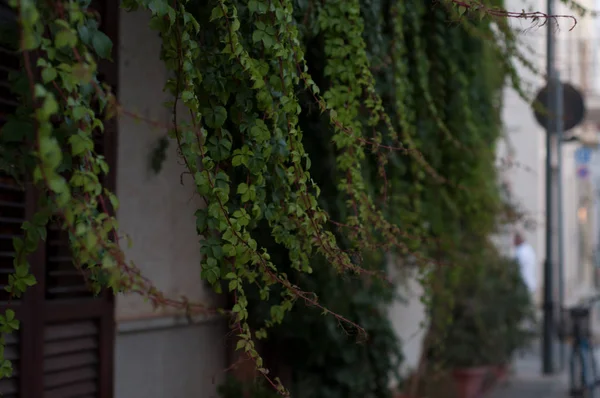 Sicilya yabani üzüm