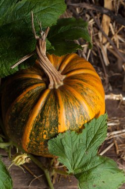Turuncu kabak ve yeşil yaprakları.