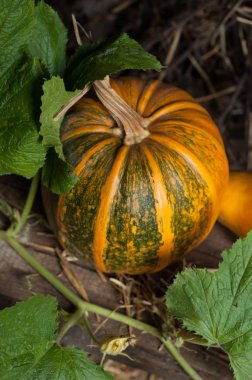 kabak ve yaprakları