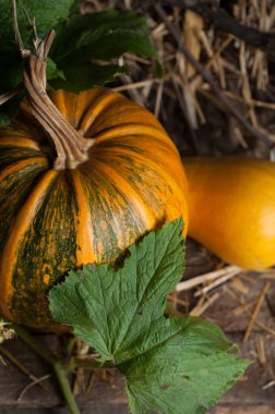 kabaklar ve yeşil yaprakları