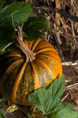 kabaklar ve yeşil yaprakları
