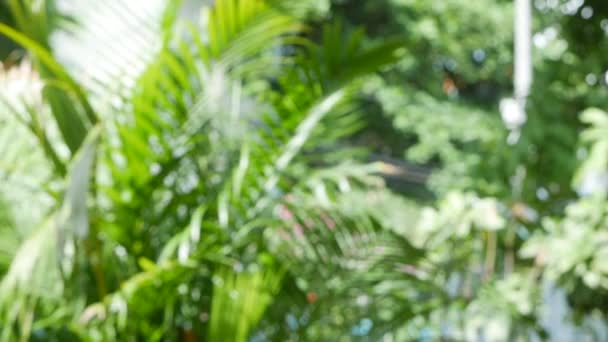 Hoja de palma verde tropical borrosa con luz solar, fondo natural abstracto con bokeh. Follaje exuberante desenfocado, hojas jugosas frescas exóticas a rayas en la sombra. Ecología, verano y concepto de vacaciones . — Vídeos de Stock