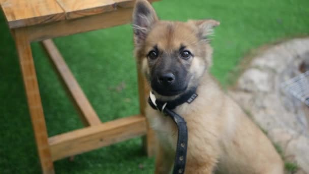 Küçük şirin köpek yavrusu, özel bir kır evinin bahçesindeki yeşil çimlerde oynuyor. — Stok video