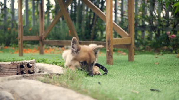 Pieni söpö pentu leikkii vihreällä nurmikolla yksityisen maalaistalon pihalla — kuvapankkivideo