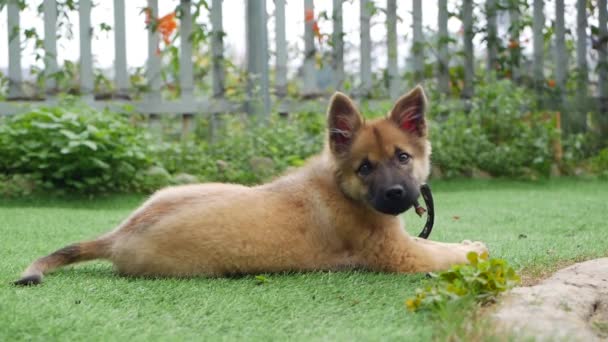 Küçük şirin köpek yavrusu, özel bir kır evinin bahçesindeki yeşil çimlerde oynuyor. — Stok video