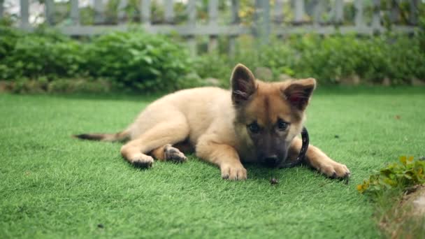 Kleine schattige puppy speelt op een groen gazon op de binnenplaats van een prive-landhuis — Stockvideo