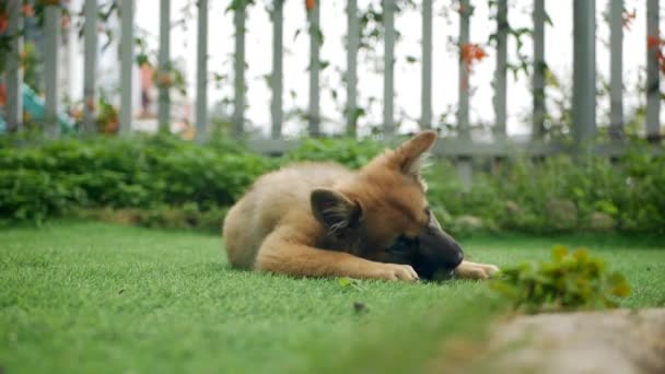 Маленький милый щенок играет на зеленой лужайке во дворе частного загородного дома — стоковое видео