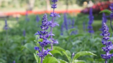 Çiçekli mor Salvia Farinacea çiçekleri. Yaz günü, hafif bir meltem. Yakın plan.