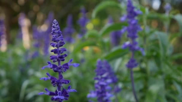 Lecho de flores azul púrpura Salvia Farinacea flores. Día de verano, brisa ligera. Primer plano — Vídeos de Stock