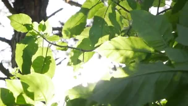 Raios do sol fazer o seu caminho através das folhas verdes das árvores. Textura viva com folhas verdes e quebra de raios solares. Close-up — Vídeo de Stock