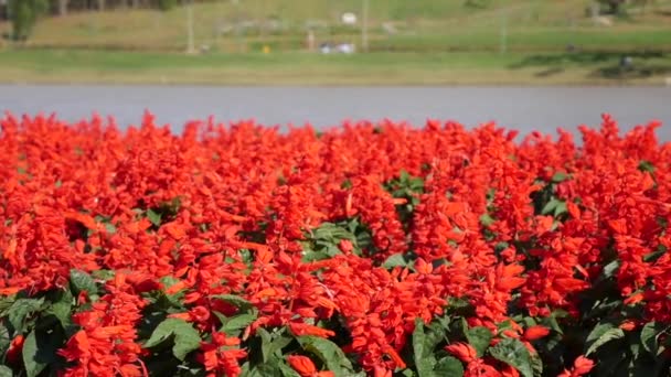 萨尔维娅的壮丽。 一片片红花 红花的花坛。 红色天鹅绒花。 植物。 景观美化。 四.后续行动 — 图库视频影像