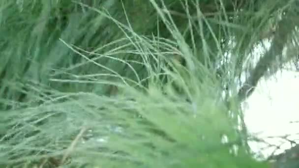 Branche de pin avec aiguilles vertes. Branches d'arbres se déplaçant dans le vent. Gros plan — Video