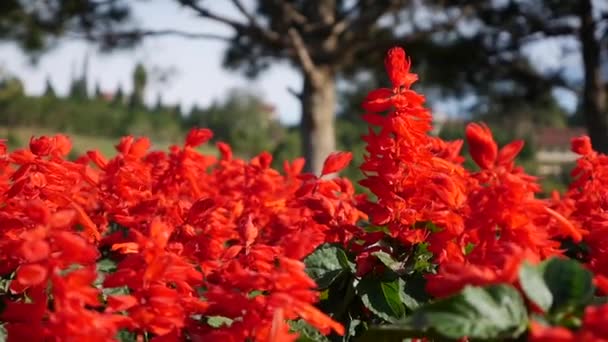 Salvia splendens. ein Feld roter Blumen. ein Blumenbeet mit roten Blumen. rote Samtblumen. Pflanzen. Landschaftsbau. Nahaufnahme — Stockvideo