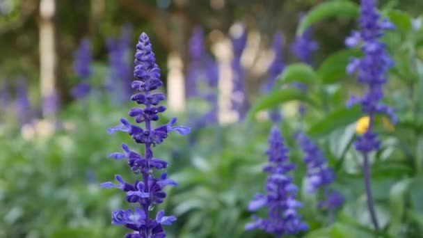 Lecho de flores azul púrpura Salvia Farinacea flores. Día de verano, brisa ligera. Primer plano — Vídeos de Stock