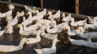 Kırsal kesimde bir sürü beyaz kaz çiftlik bahçesinde yürüyor.
