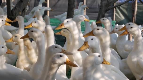 Un montón de gansos blancos caminando en el patio de la granja en el campo — Vídeos de Stock