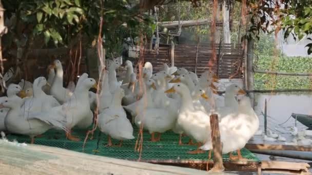 Un montón de gansos blancos caminando en el patio de la granja en el campo — Vídeos de Stock