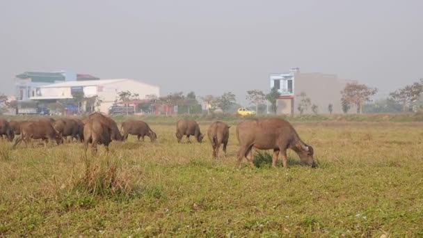 Herd koeien graast in de wei bij zonsopgang. Zomerdag — Stockvideo