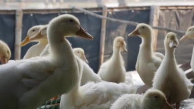 Kırsal kesimde bir sürü beyaz kaz çiftlik bahçesinde yürüyor.