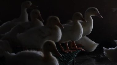 Kırsal kesimde bir sürü beyaz kaz çiftlik bahçesinde yürüyor.