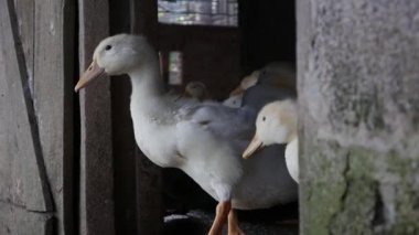 Kırsal kesimde bir sürü beyaz kaz çiftlik bahçesinde yürüyor.