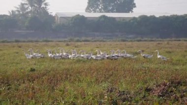 Bir sürü beyaz kaz şafak vakti kırda bir çayırda yürür.