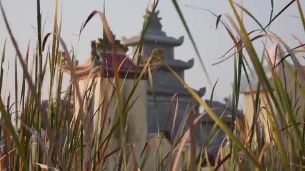 Sírok sírkövekkel egy buddhista temetőben, amit elárasztott a fű Vietnámban. — Stock videók