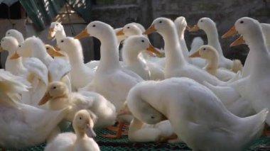 Kırsal kesimde bir sürü beyaz kaz çiftlik bahçesinde yürüyor.