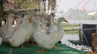 Kırsal kesimde bir sürü beyaz kaz çiftlik bahçesinde yürüyor.