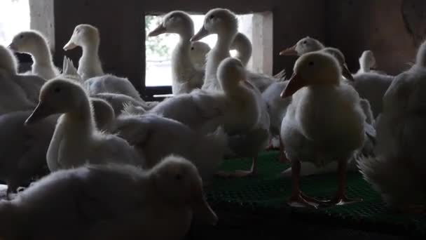 Kırsal kesimde bir sürü beyaz kaz çiftlik bahçesinde yürüyor. — Stok video