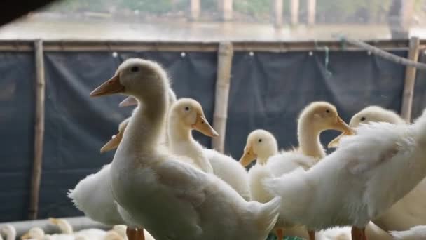 Много белых гусей гуляют на ферме во дворе в сельской местности — стоковое видео