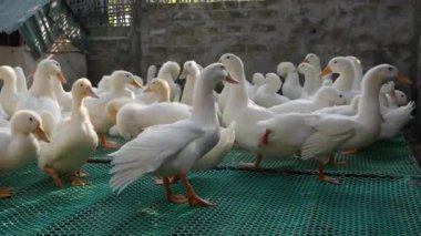Kırsal kesimde bir sürü beyaz kaz çiftlik bahçesinde yürüyor.