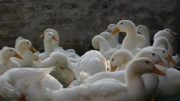 Un montón de gansos blancos caminando en el patio de la granja en el campo — Vídeos de Stock