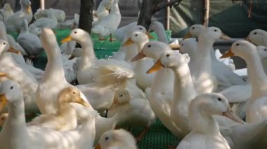 Kırsal kesimde bir sürü beyaz kaz çiftlik bahçesinde yürüyor.