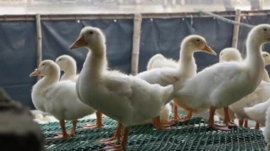 Kırsal kesimde bir sürü beyaz kaz çiftlik bahçesinde yürüyor.