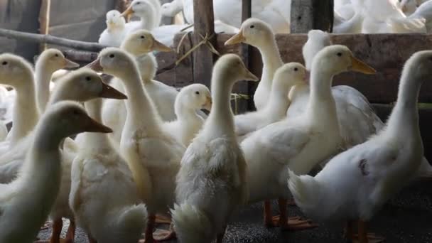 Un montón de gansos blancos caminando en el patio de la granja en el campo — Vídeos de Stock