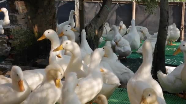 Un montón de gansos blancos caminando en el patio de la granja en el campo — Vídeos de Stock