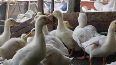 Kırsal kesimde bir sürü beyaz kaz çiftlik bahçesinde yürüyor.