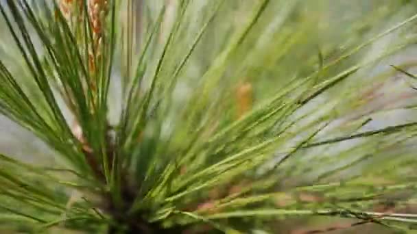Pine tree branch with green needles. Branches of tree moving in the wind. Close-up — Stock Video
