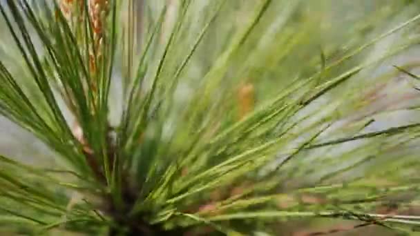 Branche de pin avec aiguilles vertes. Branches d'arbres se déplaçant dans le vent. Gros plan — Video