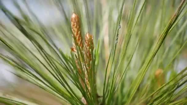 Pine tree branch with green needles. Branches of tree moving in the wind. Close-up — Stock Video