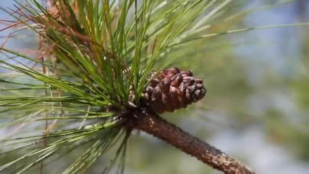 Tallkvistar med gröna nålar. Filialer av träd rör sig i vinden. Närbild — Stockvideo