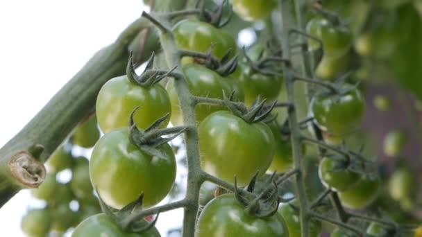 Zielone pomidory dojrzewają na gałęzi krzewu. Niedojrzałe pomidory na plantacji rolników zbliżenie. Płód rośliny pomidora w szklarni. Hodowla ekologicznych warzyw na farmie. Działalność rolnicza — Wideo stockowe