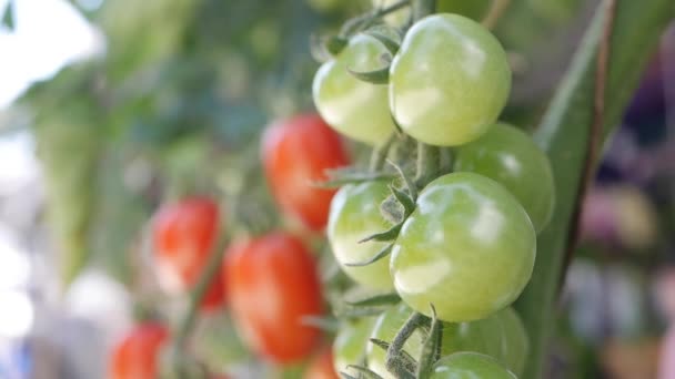 Červená a zelená rajčata dozrávají na větvi keře. Zblízka nezralá a zralá rajčata na plantážích zemědělců. Plody rajčat ve skleníku. Pěstování ekologické zeleniny na farmě. Zemědělství — Stock video