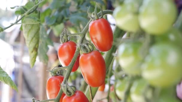 Röda och gröna tomater mognar på en gren av en buske. Omogna och mogna tomater på bönder som planterar närbilder. Tomatplantans drivkraft i växthuset. Odla ekologiska grönsaker på gården. Jordbruk — Stockvideo