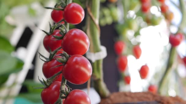 Červená a zelená rajčata dozrávají na větvi keře. Zblízka nezralá a zralá rajčata na plantážích zemědělců. Plody rajčat ve skleníku. Pěstování ekologické zeleniny na farmě. Zemědělství — Stock video