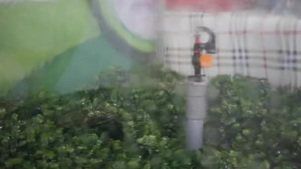 農業展示会で灌漑システムのデモンストレーション。給水システム — ストック動画
